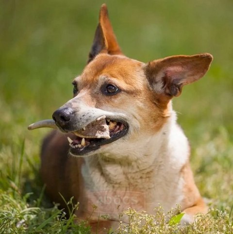 4DOGS Gryzak z poroża XL hard