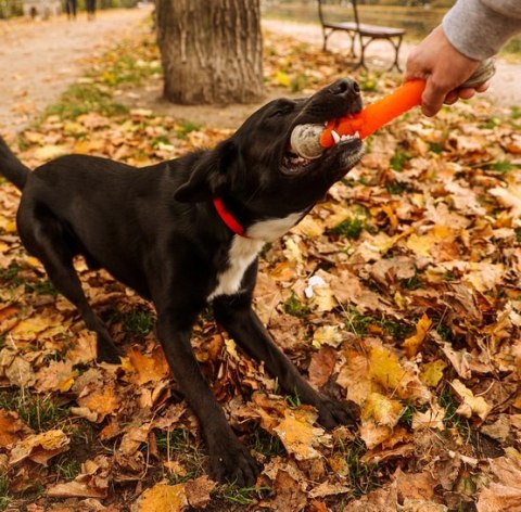Dingo Zabawka dla psa - Guma TPR - Aport Dent 24cm