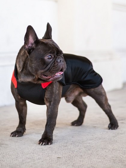 Chaba Ubranko regulowane Wear Magnifique 3XL czerwone